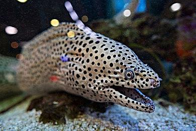 《开球》仅一月玩家数突破五百万！官方发图庆祝